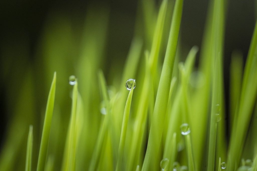 grass, plant, dew-6794951.jpg