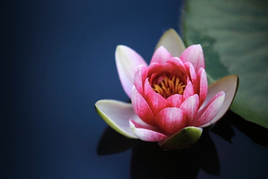 water lily, pond, flower-1825477.jpg